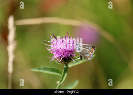 Un marrone Argus butterfly si siede e si alimenta di un rosa thistle testa tra erba lunga in una giornata di sole. Foto Stock