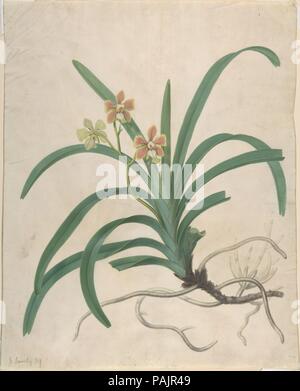 Studio di un'orchidea, 'Vanda Roxburgia'. Artista: James Sowerby (British, Londra Londra 1757-1822). Dimensioni: foglio: 16 1/2 x 13 1/4 in. (41,9 x 33,6 cm). Data: prima del 1822. Il Sowerbys erano una famiglia inglese di naturalisti, collezionisti, artisti e gli editori che hanno offerto al pubblico, amatoriali e professionali uguali, una grande selezione di importanti, originale opere illustrate sulla storia naturale. James Sowerby, che hanno attinto questa suggestiva immagine di un orchidea, fondata la dinastia ed è noto per il suo lavoro illustrativo in trentasei volumi di James Smith botanica inglese (1790-1814). Per gli studenti della sua scuola Foto Stock