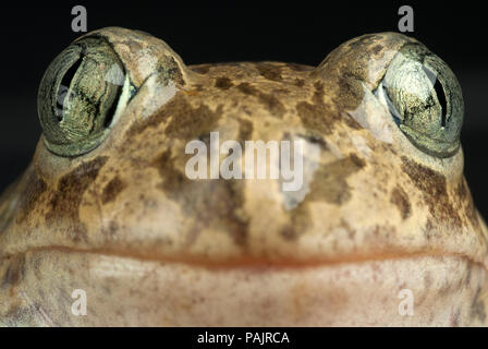 Spadefoot toad, Pelobates cultripes, anfibio Foto Stock