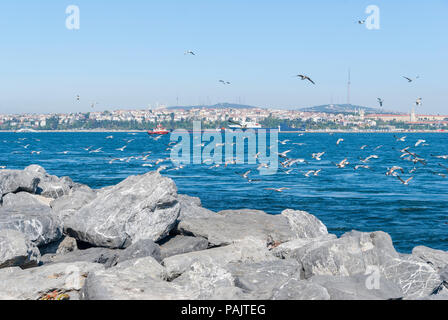 I gabbiani sorvolano Bosforo sullo sfondo di Istanbul Foto Stock