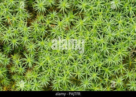 Il muschio verde ( bank haircap moss- polytrichastrum formosum ) macro sfondo Foto Stock