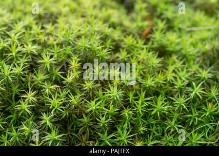 Il muschio verde ( bank haircap moss- polytrichastrum formosum ) macro sfondo Foto Stock