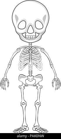 Schema indicativo di uno scheletro umano illustrazione Illustrazione Vettoriale