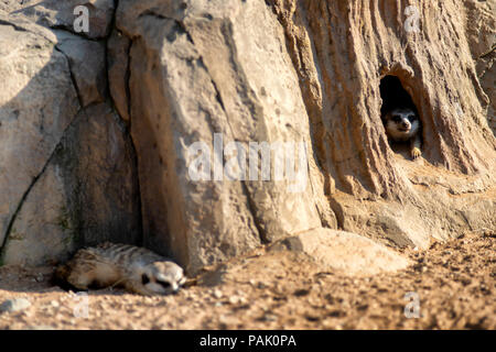 Curioso e indagatore o surikats meerkats guardando intorno al foro Foto Stock