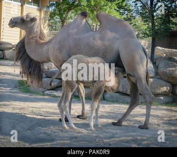 Bactrian Camel femmina con maschio di vitello allo Zoo di Calgary Alberta Canada Foto Stock