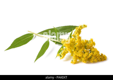 Tall oro (Solidago gigantea) fiori isolati su bianco Foto Stock