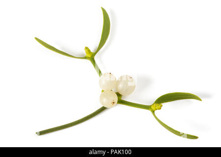 Rametto di vischio con bacche isolati su sfondo bianco Foto Stock