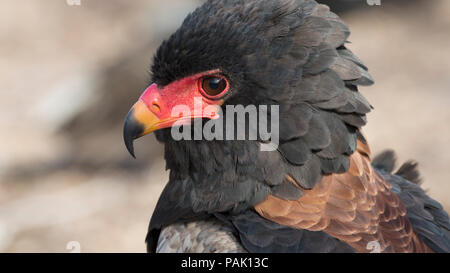 Close-up verticale di una bateleur eagle Foto Stock