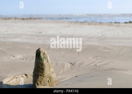 Resti di vecchi difese di mare o pennelli lungo la spiaggia con la bassa marea a East Preston, West Sussex. La gente del posto accostarle squali' alette Foto Stock