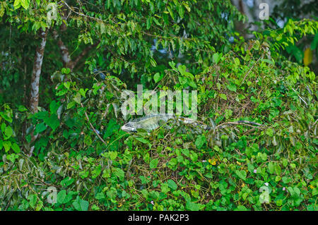 Iguana verde nell'Amazzonia peruviana Foto Stock