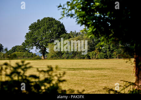 Chelford villaggio e parrocchia civile nel Cheshire, campi nel villaggio rurale Foto Stock