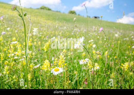 Margherite e molti altri wild fiori d'estate in una giornata di sole con una bella calma vibrante look Foto Stock