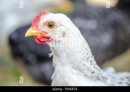 Carino bianco pollo giovane guardando la telecamera e me in una stretta verticale con bellissimi colori vibranti buona per un articolo foto Foto Stock