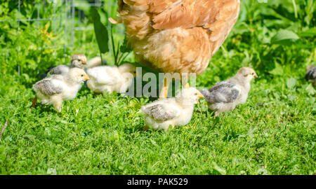 Carino hatchling pulcini a passeggiare nel giardino con la chioccia su una soleggiata giornata di primavera siggesting cresciuto in casa uccelli Foto Stock