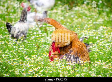 Gallo e galline in accoppiamento il giardino rurale con fresco verde erba e fiori tutto intorno e un movimento in movimento guardare con il gallo sulla parte superiore Foto Stock
