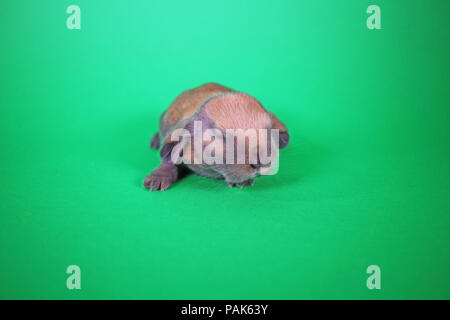 New Born Baby bunny rabbit kit mini lop Foto Stock