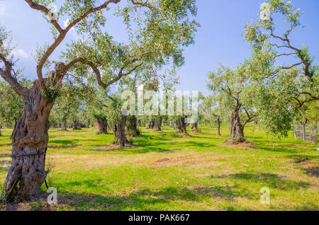 Olive tree plantation in Thassos Island in Grecia con vecchi ulivi secolari con spessi tronchi e rami rare Foto Stock