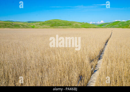 Il legno vecchio percorso che attraversa reed campo all'orizzonte con le montagne verdi e blu del cielo o lo sfondo con un wishfull e look hopefull suggestin Foto Stock