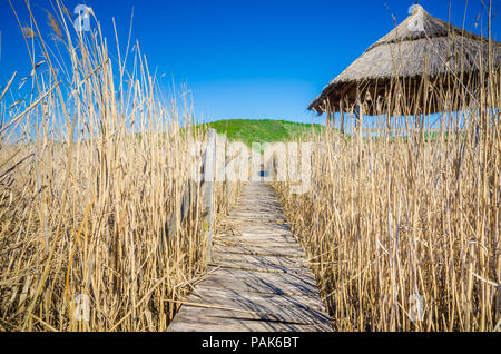 Percorso di legno ponte passando attraverso un giallo campo reed con un capanno sul lato in una soleggiata giornata estiva con un vintage, pittoresco e autentico look Foto Stock