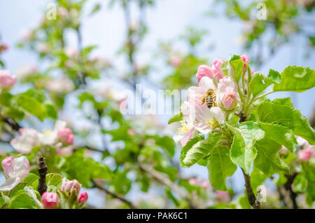 Bee impollinatori un bianco e rosa fiori di Apple in un chiudere la schermata con un luminoso della luce del sole con i rami e le foglie di colore verde sullo sfondo Foto Stock