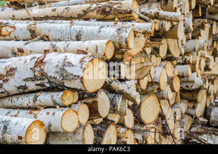 Un trito di palo in legno realizzato dal taglio di alberi disposti in una pila con corteccia bianco Foto Stock