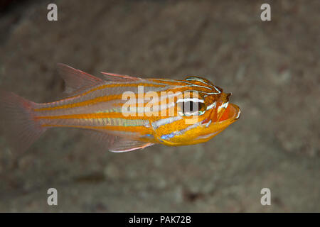 Un maschio yellowstripe, cardinalfish Apogon cyanosoma, con bocca cova uova fuori dell'isola di Kandavu nelle isole Figi. Foto Stock