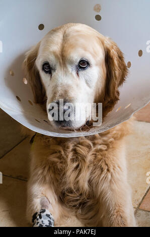 Un espressione doleful riflettendo un Golden Retriever cane al ripristino da un recente intervento chirurgico Foto Stock