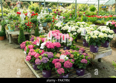 Una selezione di vasi di piante di ortensie in vendita dall'auto-selezione in un giardino inglese centro NEL REGNO UNITO Foto Stock