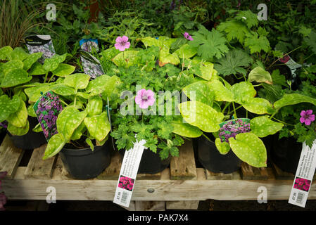 La copertura del terreno di piante perenni, compresi hardy geranio Rosa Penny, per la vendita di auto-selezione a un giardino inglese centro in luglio Foto Stock