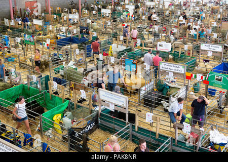 Vista delle pecore penne presso il Royal Welsh Show. Foto Stock