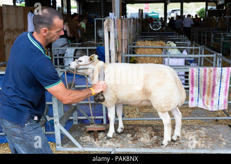 Un agricoltore prepara le sue pecore per la mostra presso il Royal Welsh Show con il taglio mediante forbici. Foto Stock