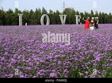 Qinhuangdao cinese nella provincia di Hebei. Il 24 luglio, 2018. I turisti prendono selfie amid vervain fiori nel distretto di Haigang di Qinhuangdao, nel nord della Cina di nella provincia di Hebei, 24 luglio 2018. Credito: Yang Shiyao/Xinhua/Alamy Live News Foto Stock