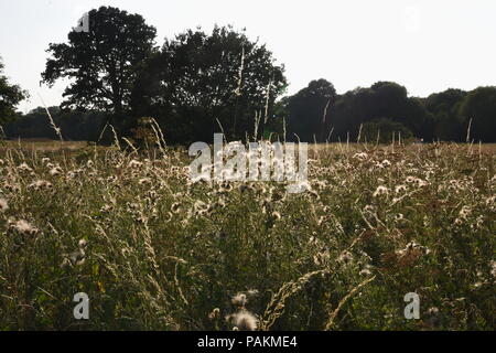 Sidcup Kent, Regno Unito. Il 24 luglio, 2018. Morchie Cray prati subì un altro giorno di soffocante calore con temperature dilagano come la settimana progredisce. Sidcup,Kent.UK Credit: Michael melia/Alamy Live News Foto Stock