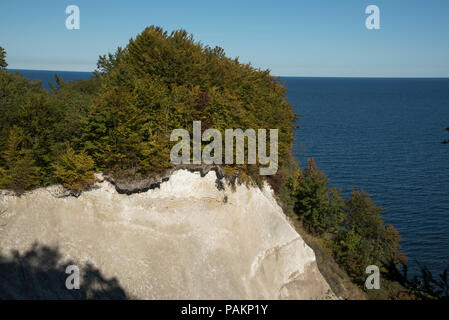 Foresta di faggio è in crescita solo in corrispondenza del bordo del ben noto chalk scogliere della Penisola Jasmund sull isola di Ruegen nel Jasmund National Park in Germania. Foto Stock