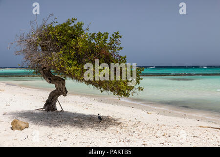 Divi Divi tree, baby beach, Aruba, dei Caraibi Foto Stock