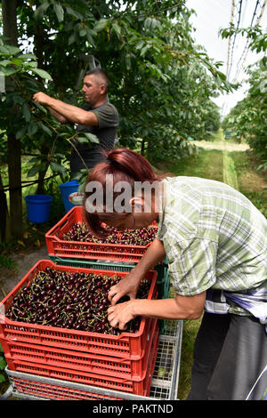 I lavoratori migranti provenienti da Europa orientale, principalmente Rumena, lavorando in una Cherry Orchard, Blackmoor Farm, Blackmoor, Hampshire, Regno Unito. Il 21 luglio 2018. Foto Stock