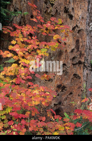 Vite foglie di acero nei pressi di abete di Douglas tronco su McKenzie River Trail a Clear Lake, Willamette National Forest, Oregon Foto Stock