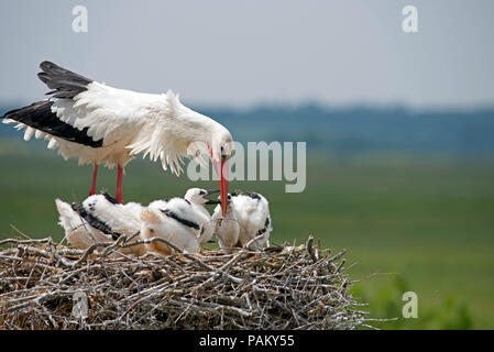 Cicogna bianca alimentare youngs sul nido (Ciconia ciconia), Francia Foto Stock