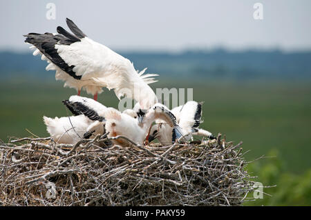 Cicogna bianca alimentare youngs sul nido (Ciconia ciconia), Francia Foto Stock