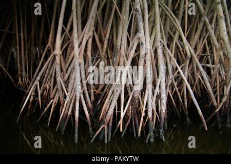 Close up di mangrovia rossa radici in un estuario Foto Stock