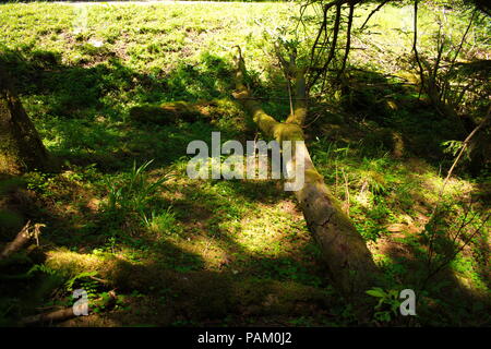 Rami di albero e coperti di muschio Foto Stock