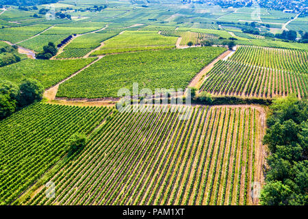 Vista aerea di vigneti in Alsazia, Francia Foto Stock