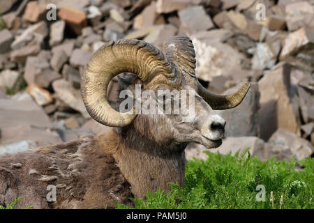 Una immagine ritratto di una montagna rocciosa Bighorn recante nella lussureggiante vegetazione in corrispondenza di un bordo di una cresta rocciosa vicino Cadomin Alberta Canada. Foto Stock