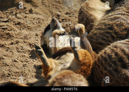 Carino meerkat a prendere il sole sulla sua schiena godendo l'estate Foto Stock