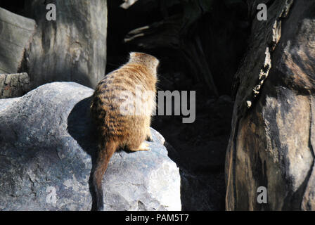 Carino meerkat seduto su una roccia che guarda sul suo territorio Foto Stock