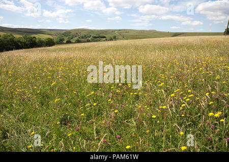 Hannah il prato di fiori selvaggi Riserva Naturale SSI Durham Wildlife Trust Country Durham Regno Unito Foto Stock