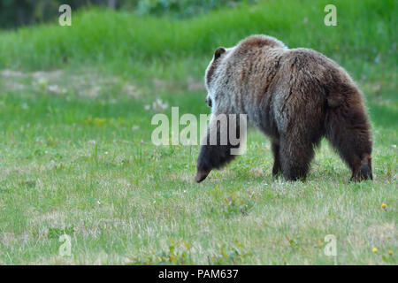 Vista posteriore di un orso grizzly (Ursus arctos); a piedi attraverso l'erba verde ai margini della foresta in Alberta Canada Foto Stock