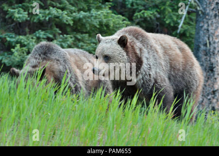 Due Alberta orsi grizzly alimentando in alto di erba verde nelle zone rurali di Alberta in Canada Foto Stock