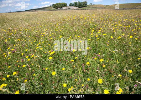 Hannah il prato di fiori selvaggi Riserva Naturale SSI Durham Wildlife Trust Country Durham Regno Unito Foto Stock