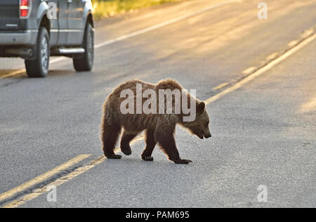 Un giovane orso grizzly (Ursus arctos); a piedi attraversata la strada rurale in Alberta Canada Foto Stock